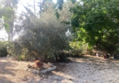 Finca rústica en venta en Dolores ref: TR353459 foto