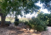 Finca rústica en venta en Dolores ref: TR353459 foto