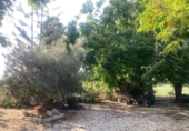 Finca rústica en venta en Dolores ref: TR353459 foto