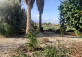 Finca rústica en venta en Dolores ref: TR353459 foto
