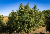 Rural estate for sale in Alosno ref: TR334760 photo
