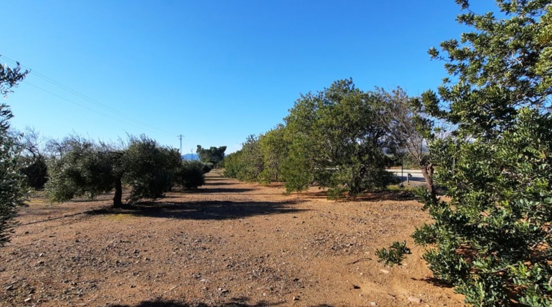 Tarragona - Montbrió del Camp - 10000m2