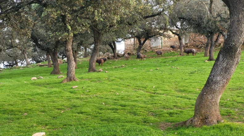 Córdoba - Cuenca - 719418m2