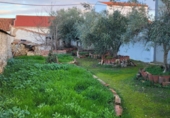 Casa de poble en venda a Granja de Torrehermosa ref.: TR284251 foto
