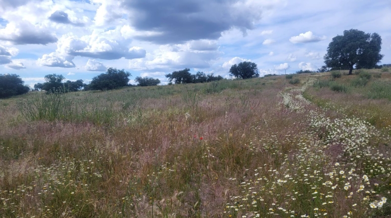 Badajoz - Асуага - 25760m2