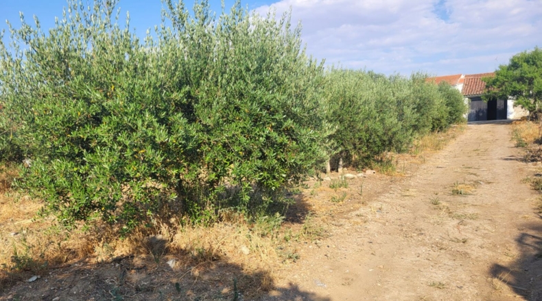 Badajoz - Granja de Torrehermosa - 1042m2
