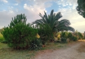 Masia with land for sale in Granja de Torrehermosa ref: TR351366 photo