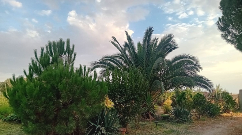 Badajoz - Granja de Torrehermosa - 6422m2