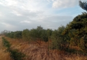 Masia with land for sale in Granja de Torrehermosa ref: TR351366 photo