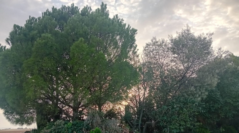 Badajoz - Granja de Torrehermosa - 6422m2
