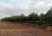 Masia with land for sale in Granja de Torrehermosa ref: TR351366 photo
