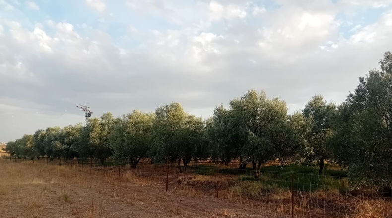Badajoz - Granja de Torrehermosa - 6422m2