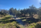 Masia with land for sale in Siruela ref: TR364551 photo