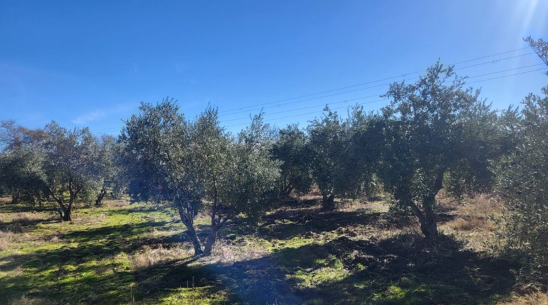Badajoz - Azuaga - 10677m2