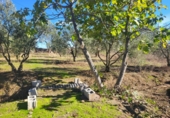 Masia with land for sale in Siruela ref: TR364551 photo