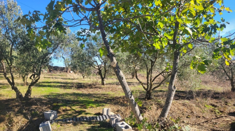 Badajoz - Azuaga - 10677m2