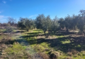 Masia with land for sale in Siruela ref: TR364551 photo