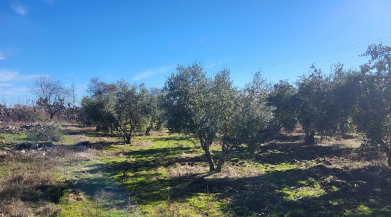 Badajoz - Azuaga - 10677m2