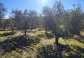 Masia with land for sale in Siruela ref: TR364551 photo