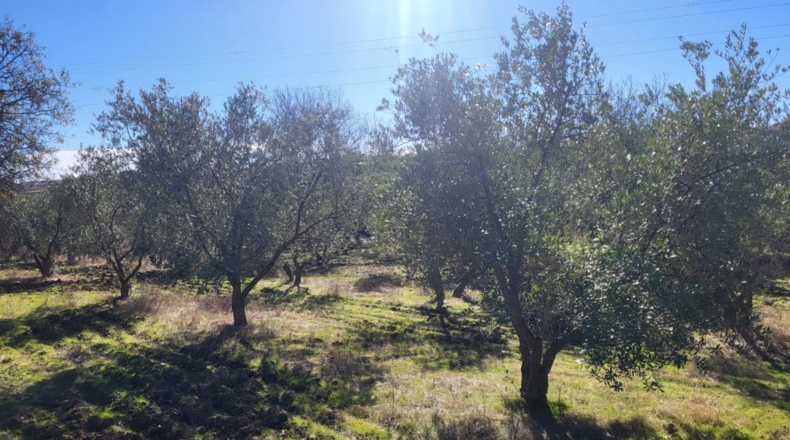 Badajoz - Azuaga - 10677m2