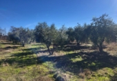 Masia with land for sale in Siruela ref: TR364551 photo