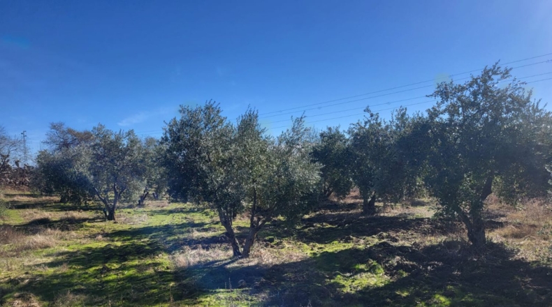 Badajoz - Azuaga - 10677m2