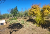 Masia with land for sale in Siruela ref: TR364551 photo