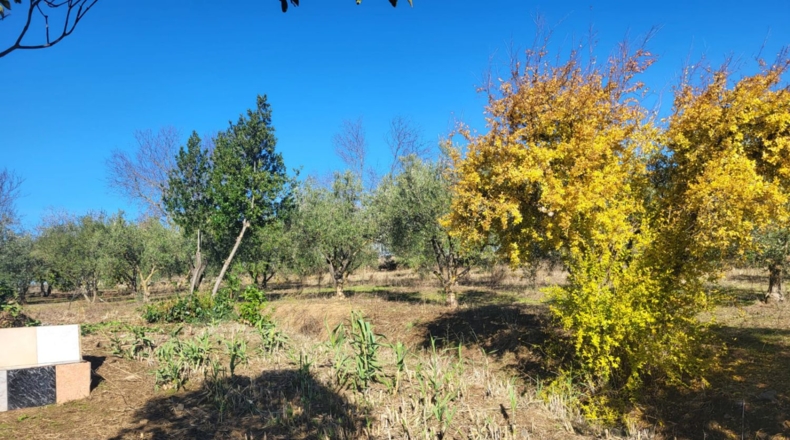 Badajoz - Azuaga - 10677m2