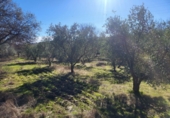 Masia with land for sale in Siruela ref: TR364551 photo