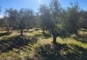 Masia with land for sale in Siruela ref: TR364551 photo