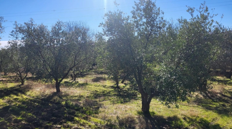 Badajoz - Azuaga - 10677m2