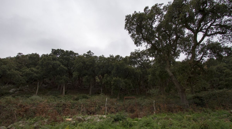 Cádiz - El Pelayo - 10873m2