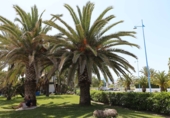 Xalet independent amb terreny en venda a Marbella ref.: TR189072 foto