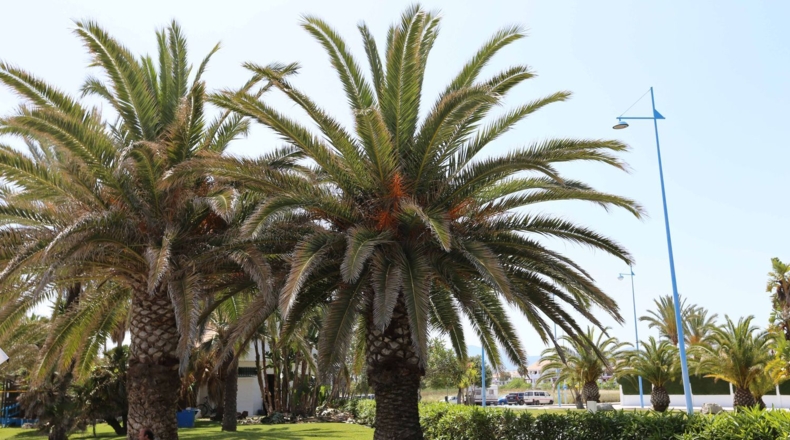 Málaga - San Pedro de Alcántara - 560m2