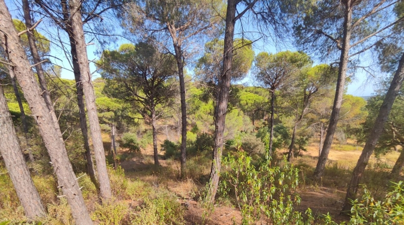 Huelva - Villablanca - 1309m2