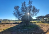 Urban land for sale in Villablanca ref: TR360961 photo