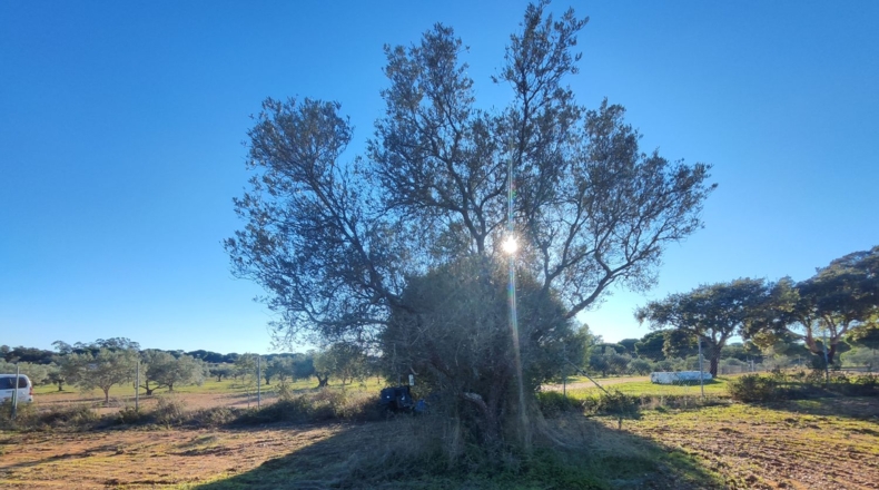 Huelva - Villablanca - 7500m2