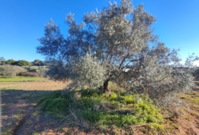 Villablanca 7500&nbsp;m² 