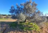 Urban land for sale in Villablanca ref: TR360961 photo