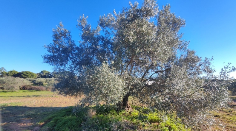 Huelva - Villablanca - 7500m2
