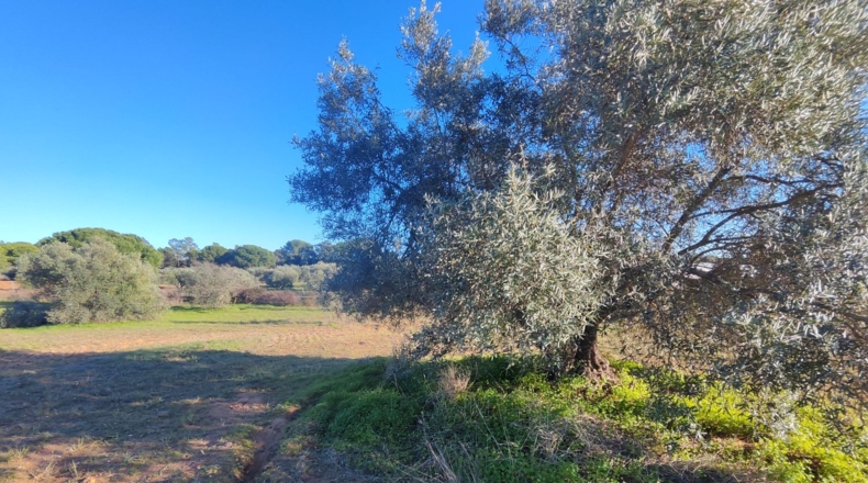 Huelva - Villablanca - 7500m2