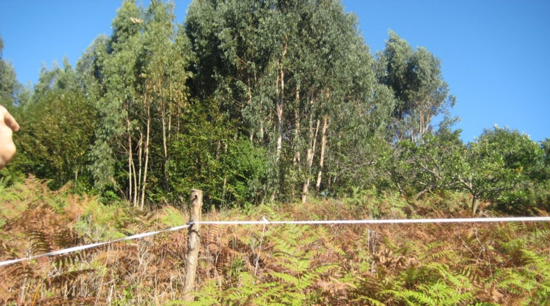 Asturias - Naves - 1250m2