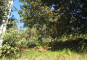 Non-developable land for sale in Naves ref: TR109654 photo