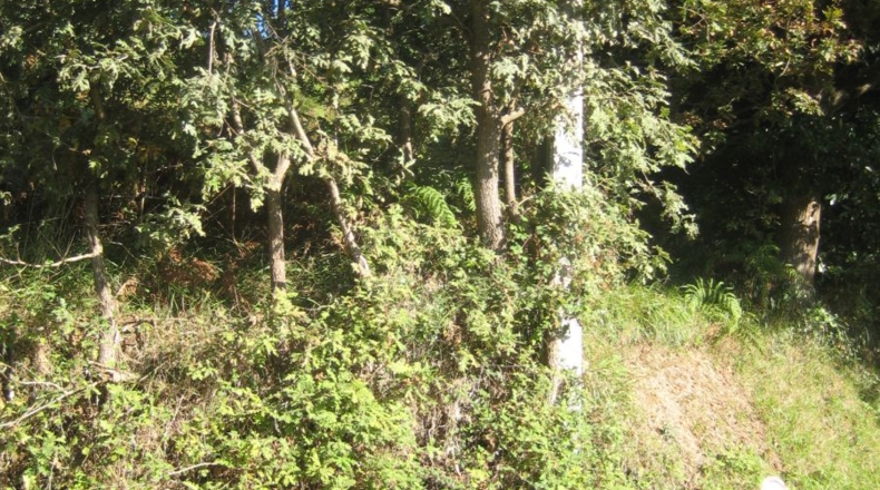 Asturias - Naves - 1250m2