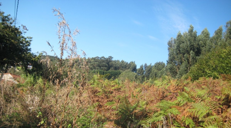 Asturias - Naves - 1250m2