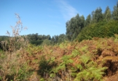 Non-developable land for sale in Naves ref: TR109654 photo