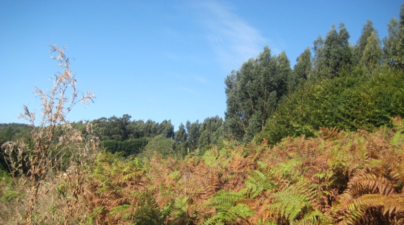 Asturias - Naves - 1250m2