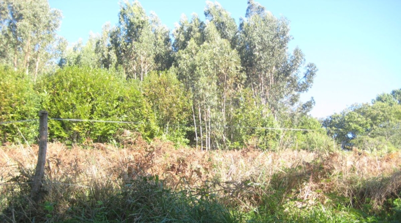 Asturias - Naves - 1250m2