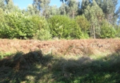 Non-developable land for sale in Naves ref: TR109654 photo