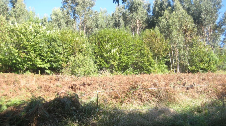Asturias - Naves - 1250m2